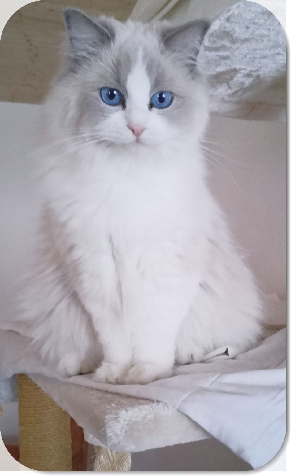 Duke Fridolin McSherwood